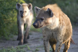 Hyenas, females